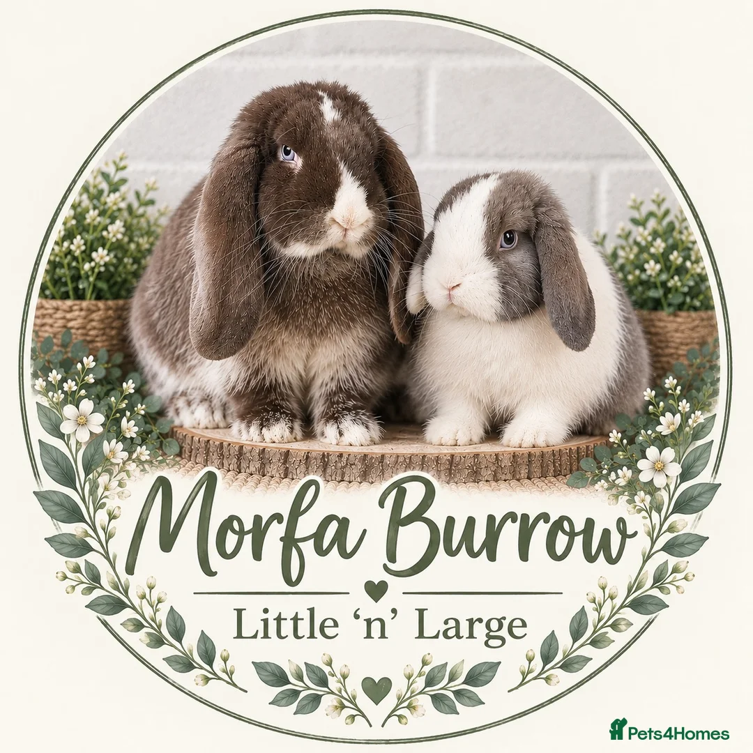 Mini Lop rabbits for sale: Mini Lops available to reserve🐰🌿 - Advert 2