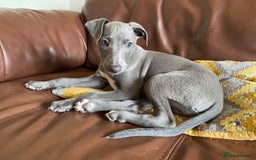 Whippet dogs for stud: BLUE PEDIGREE KC REGISTERED WHIPPET AT STUD in Salisbury - Image 8