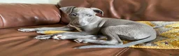 Whippet dogs for stud: BLUE PEDIGREE KC REGISTERED WHIPPET AT STUD in Salisbury - Advert 9
