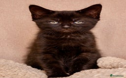 Mixed Breed cats for sale: Gorgeous kittens ready to leave now!  - Image 8