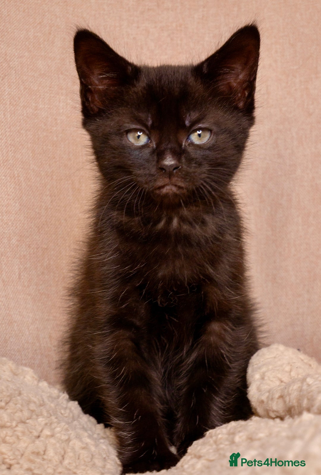 Mixed Breed cats for sale: Gorgeous kittens ready to leave now!  - Image 8