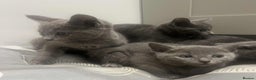 Russian Blue cats for sale: Stunning GCCF Russian Blue Kittens  - Advert 6