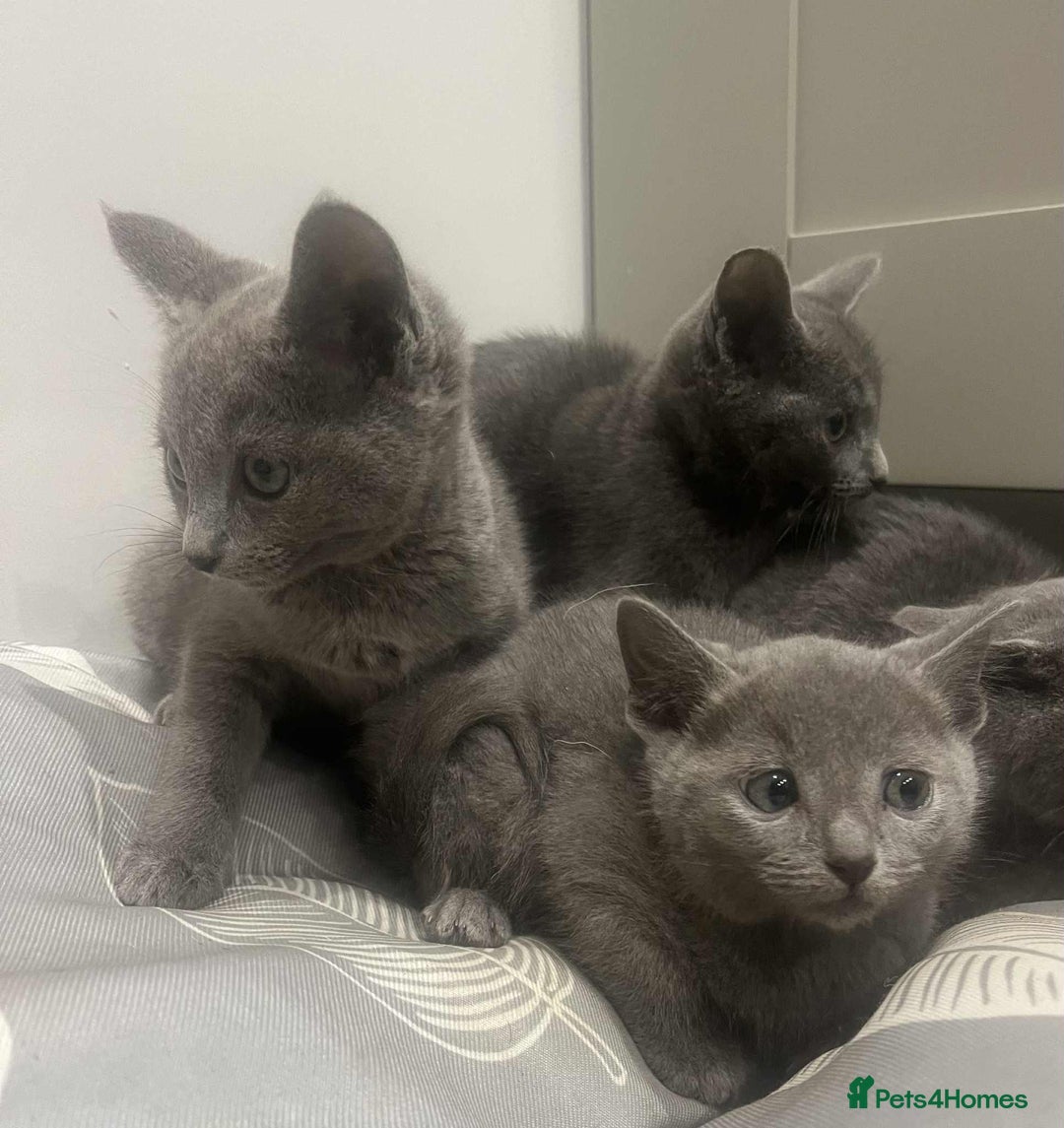 Russian Blue cats for sale: Stunning GCCF Russian Blue Kittens  - Advert 6