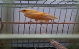 Canaries birds for sale: Canaries  - Image 5