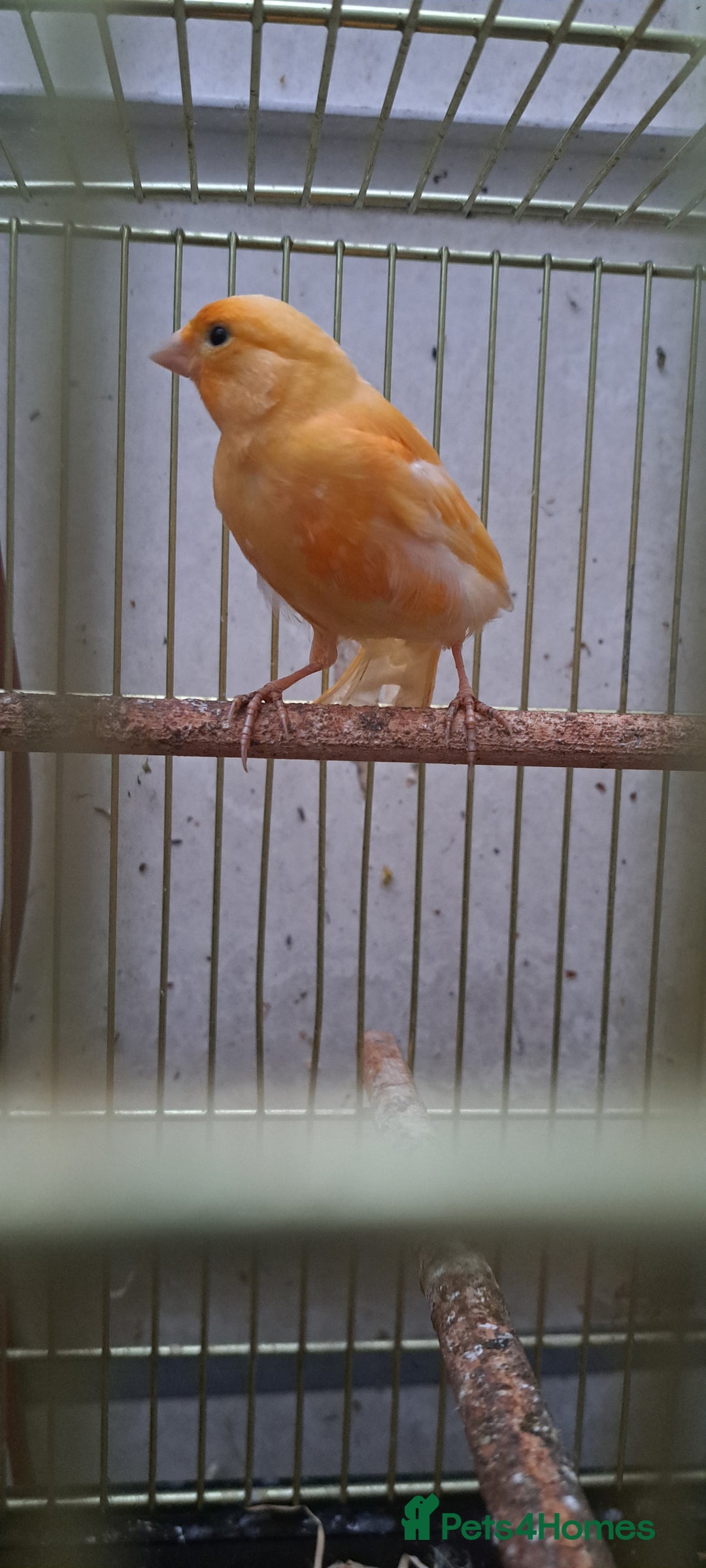 Canaries birds for sale: Canaries  - Image 5