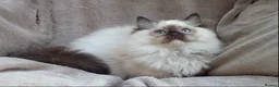 Ragdoll cats for sale: GCCF ACTIVE & PET KITTENS IMP CHAMPION BLOODLINES - Advert 21