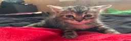Mixed Breed cats for sale: mixed breed kittens  in Thatcham - Advert 2
