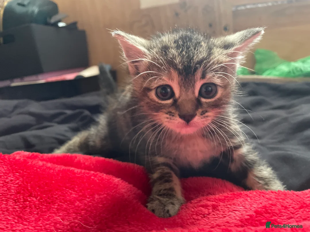 Mixed Breed cats for sale: mixed breed kittens  in Thatcham - Advert 2