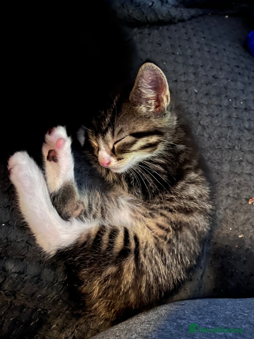 British Shorthair cats for sale: Beautiful boys looking for homes - Advert 13