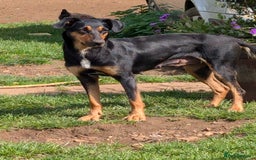 Mixed Breed dogs for sale: Huntaway x Lurcher puppies  - Image 20