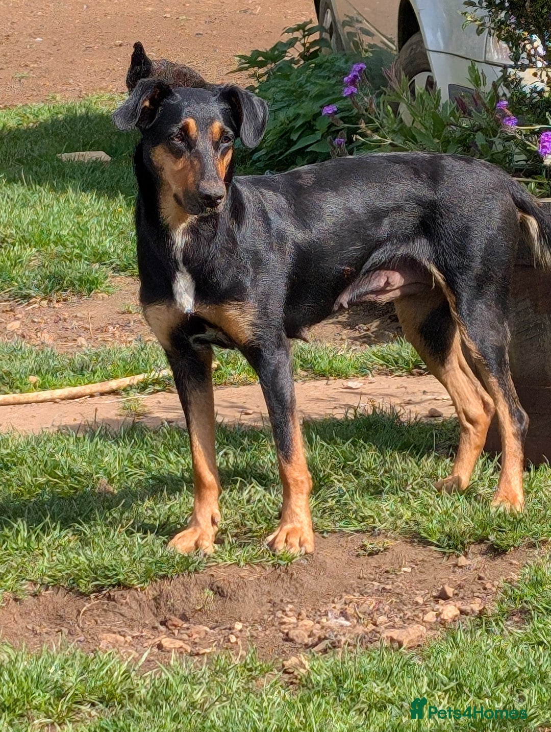 Mixed Breed dogs for sale: Huntaway x Lurcher puppies  - Image 20