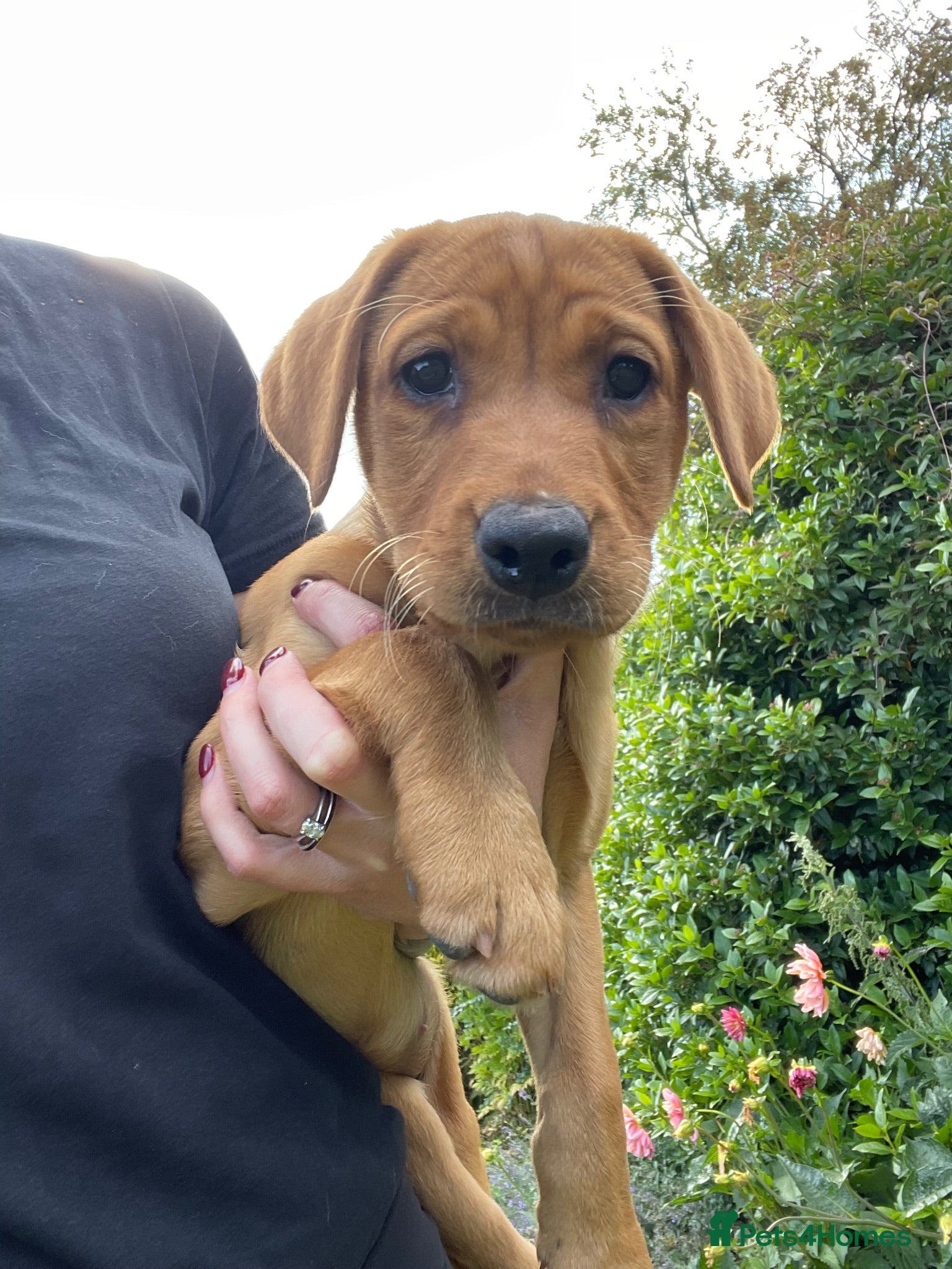 Labrador Retriever dogs 1 girl remaining - Ready now - health tested  - Advert 1