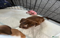 Mixed Breed dogs for sale: American Bulldog cross - Image 2