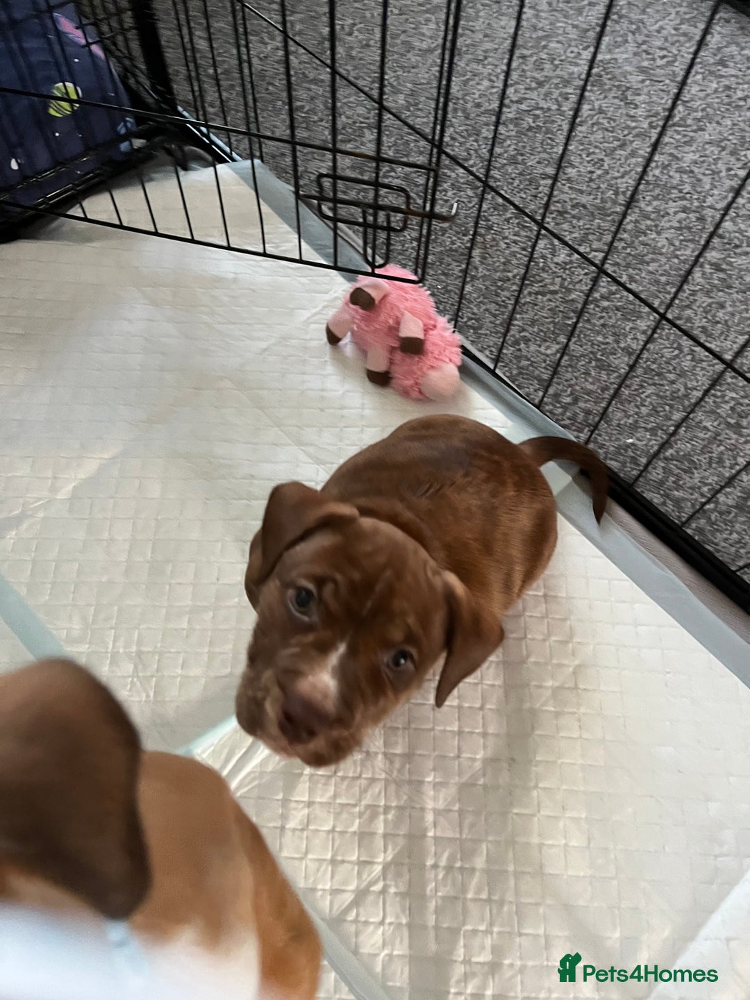 Mixed Breed dogs for sale: American Bulldog cross - Image 2