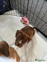 Mixed Breed dogs - Advert 15