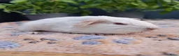 Guinea Pig rodents for sale: PEW (Pink eyed white) smooth baby girl Guinea pig - Advert 3