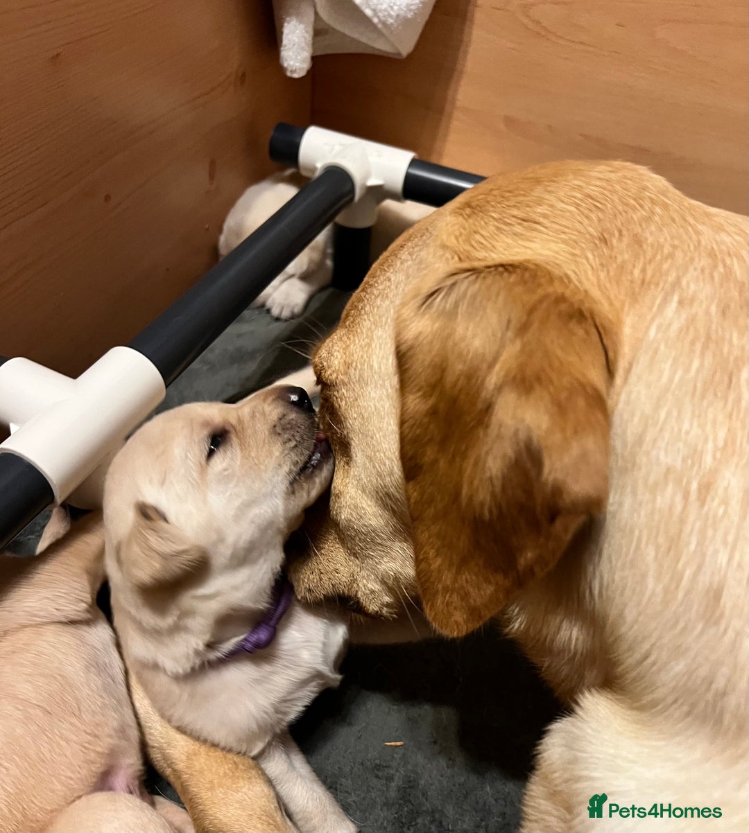 Labrador Retriever dogs for sale: Labrador puppies in Shaftesbury - Image 19