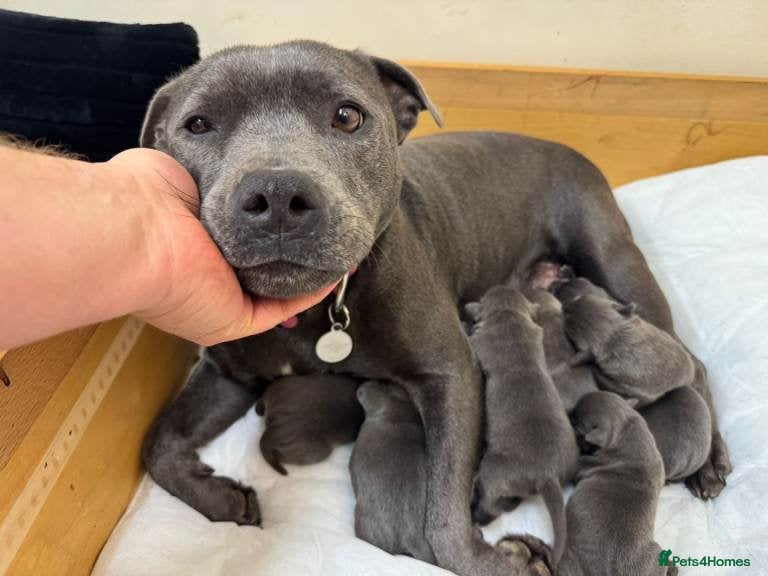 Staffordshire Bull Terrier dogs Beautiful  Staffordshire Bull Terrier puppies - Advert 2