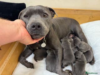 Staffordshire Bull Terrier dogs Beautiful Staffordshire Bull Terrier puppies - Advert 1