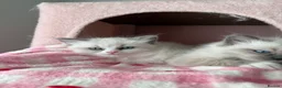 Ragdoll cats for sale: Pure bred European Ragdolls  - Advert 34