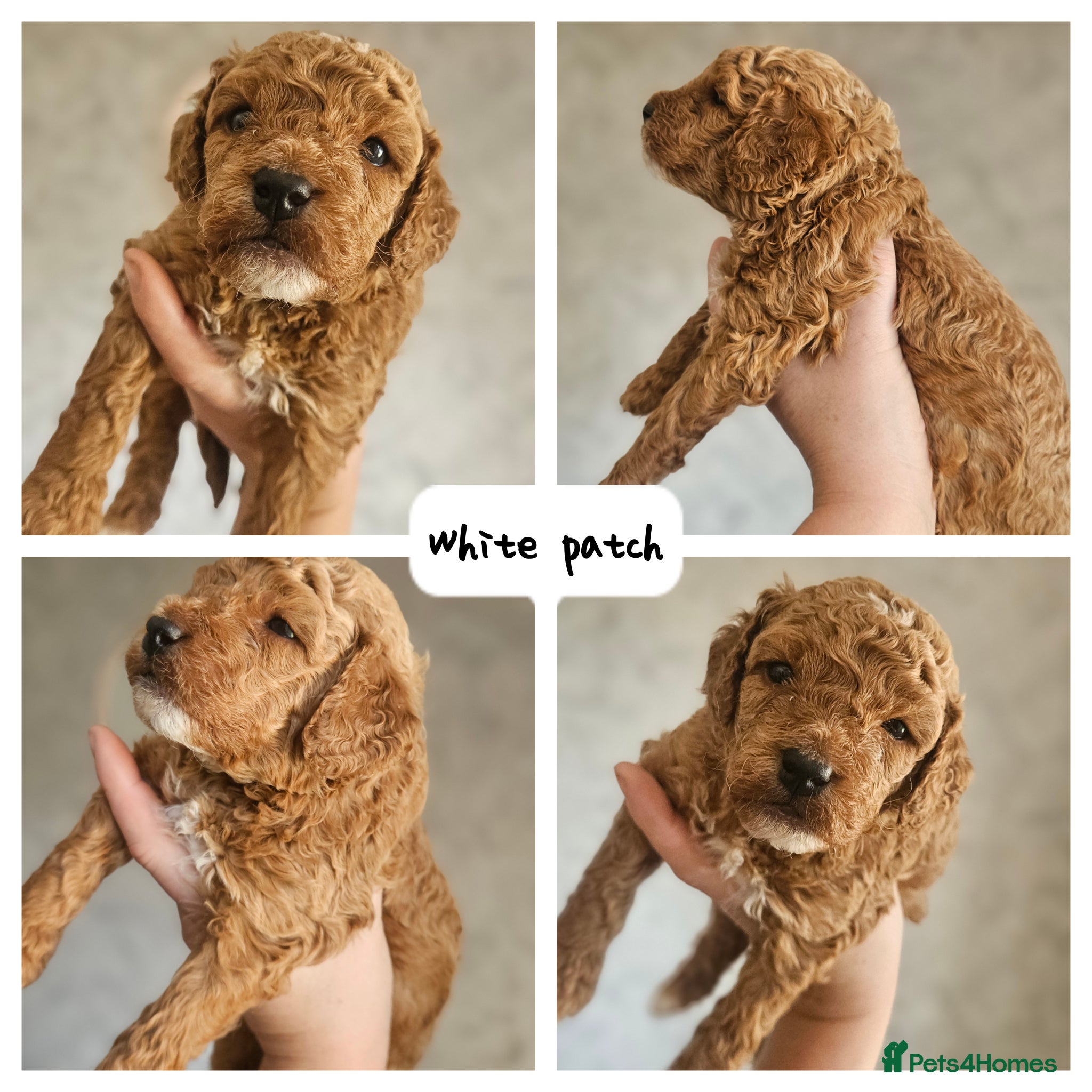Mini Goldendoodle dogs for sale: 🐾✨ Beautiful Toy Goldendoodle Puppies  ✨🐾 - Advert 4