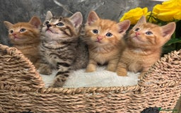 Mixed Breed cats for sale: Beautiful kittens  - Image 12