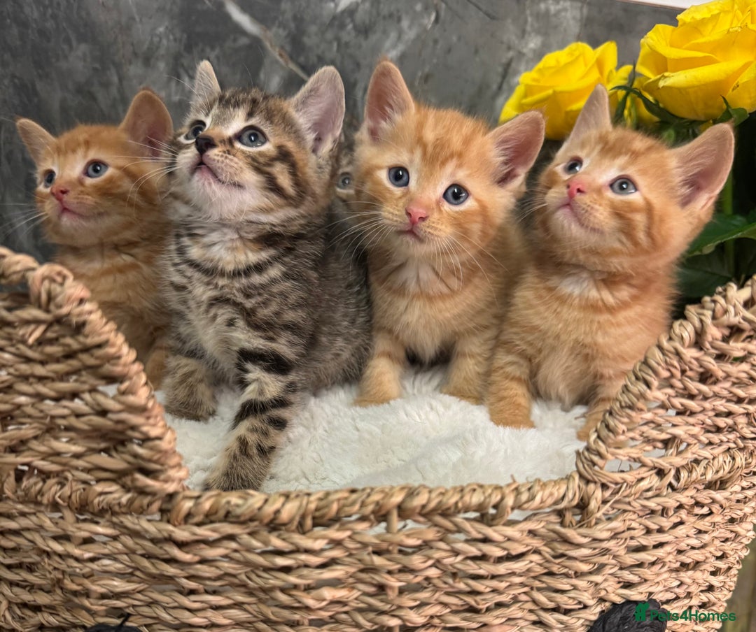 Mixed Breed cats for sale: Beautiful kittens  - Image 12