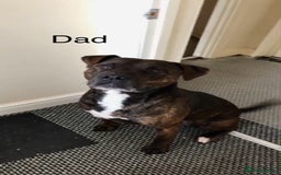 Mixed Breed dogs for sale: American bulldog staffy 🏡 - Image 9