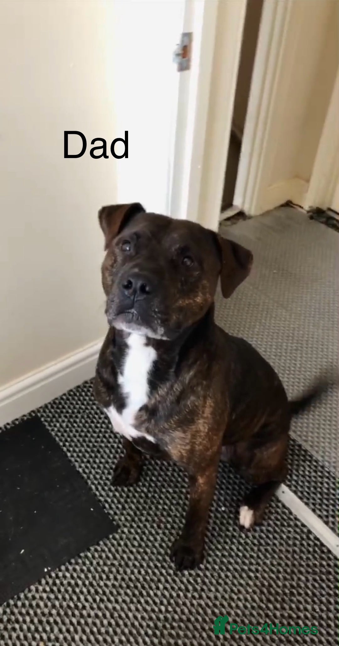Mixed Breed dogs for sale: American bulldog staffy 🏡 - Image 9