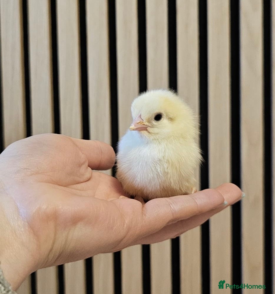 Chickens poultry Female chicks, white shell egg layers 🥚 🐥  - Advert 1
