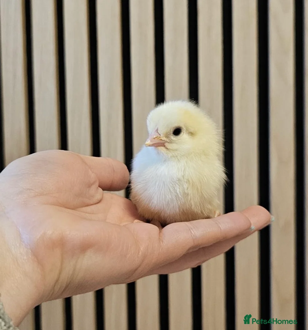 Chickens poultry for sale: Female chicks, white shell egg layers 🥚 🐥  - Advert 1