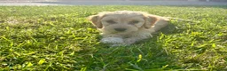Cockapoo dogs for sale: Gorgeous F1 Cockapoo Puppies 🩷 - Advert 23