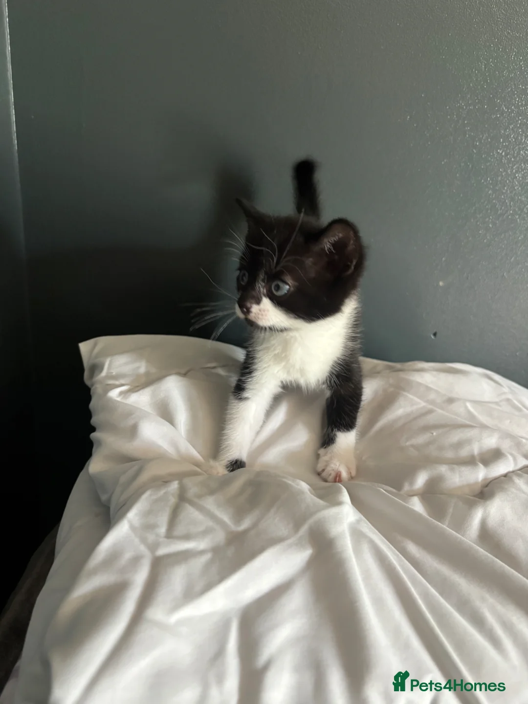Domestic Shorthair cats for sale: Kittens in Peterborough - Advert 2
