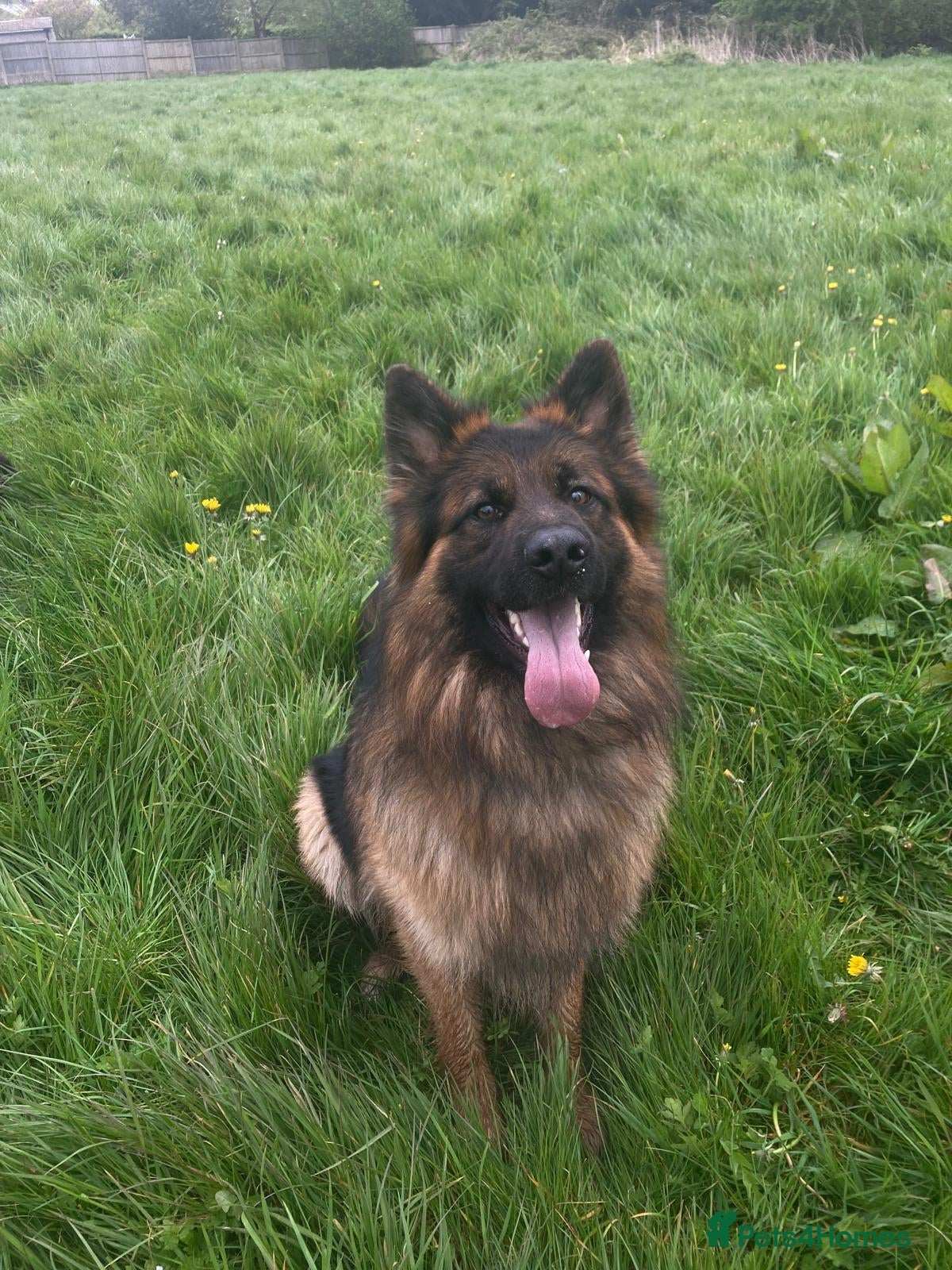 German Shepherd dogs Kc registered male German shepherd - Advert 1