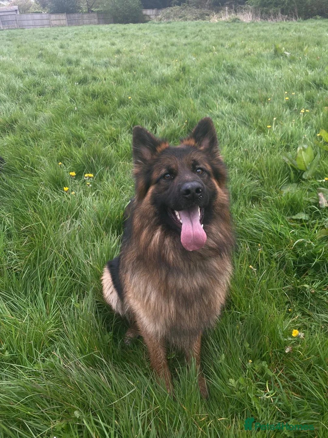 German Shepherd dogs for sale: Kc registered male German shepherd - Advert 1