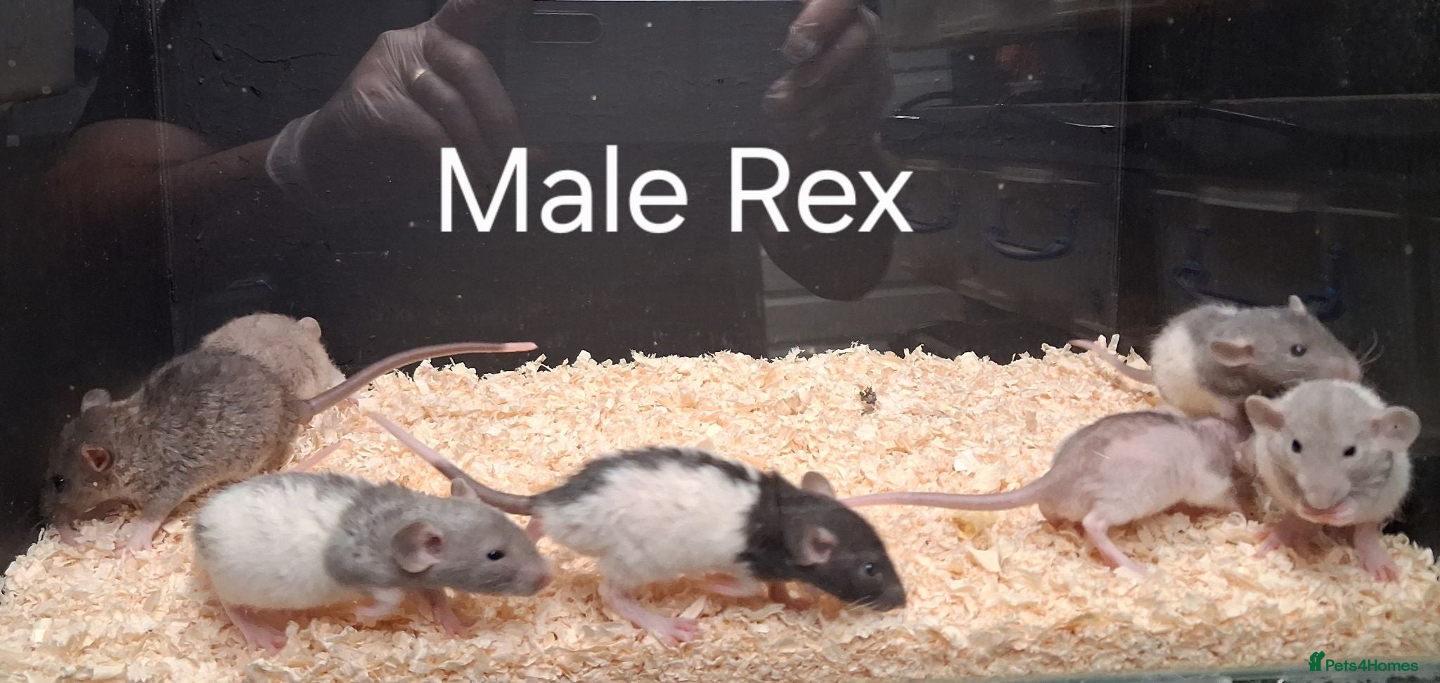 Rat rodents Baby Dumbo Rat's available, Males & Females  - Advert 2