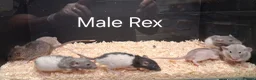 Rat rodents for sale: Baby Dumbo Rat's available, Males & Females  - Advert 2
