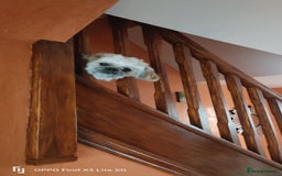 Shih Tzu dogs for stud: Stud, Shih-Tzu - Image 5