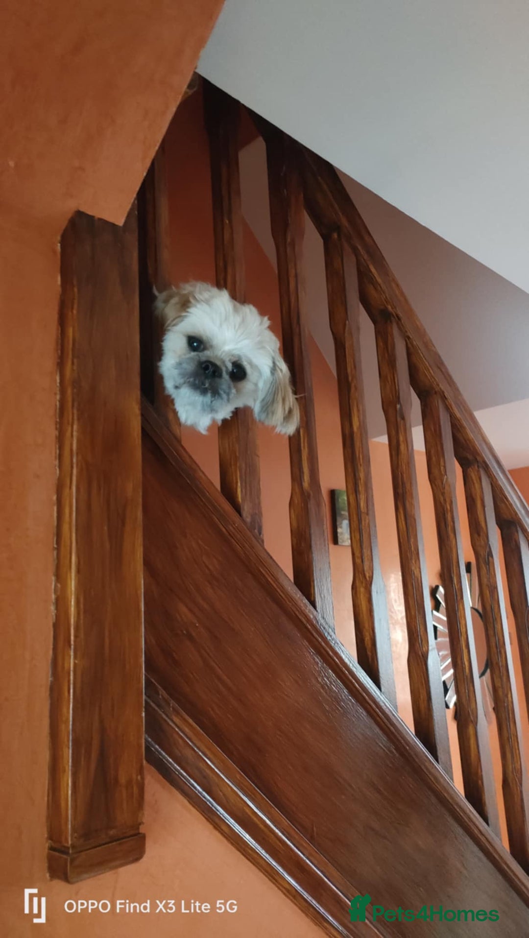 Shih Tzu dogs for stud: Stud, Shih-Tzu - Image 5