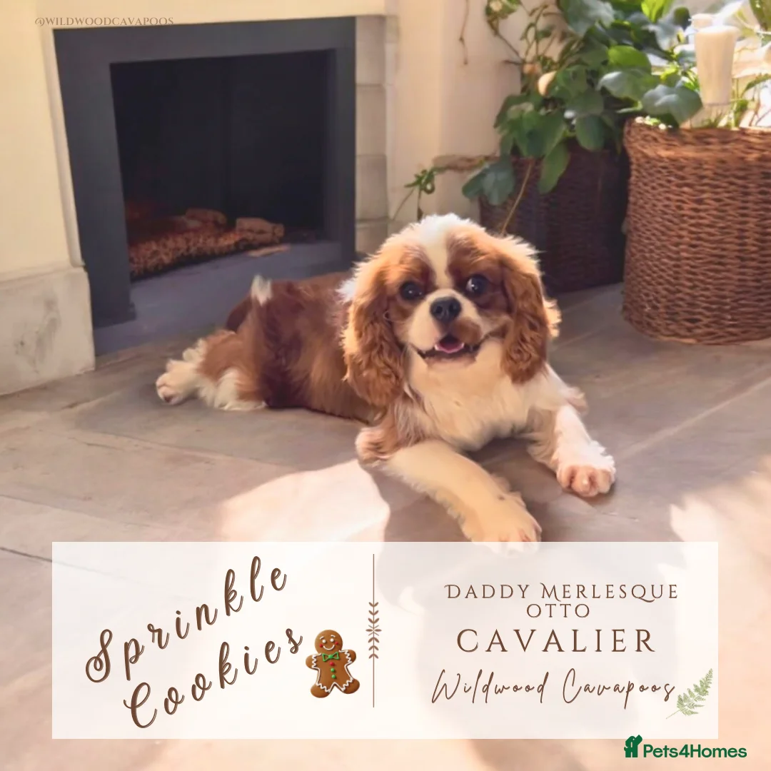 Cavapoo dogs for sale: 5 ⭐️ LICENSED BREEDER HEALTH TESTED F1b CAVAPOOS - Advert 2