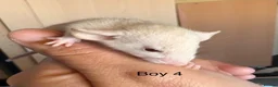Rat rodents for sale: Mixed sex dwarf Dumbo Rats - Advert 10