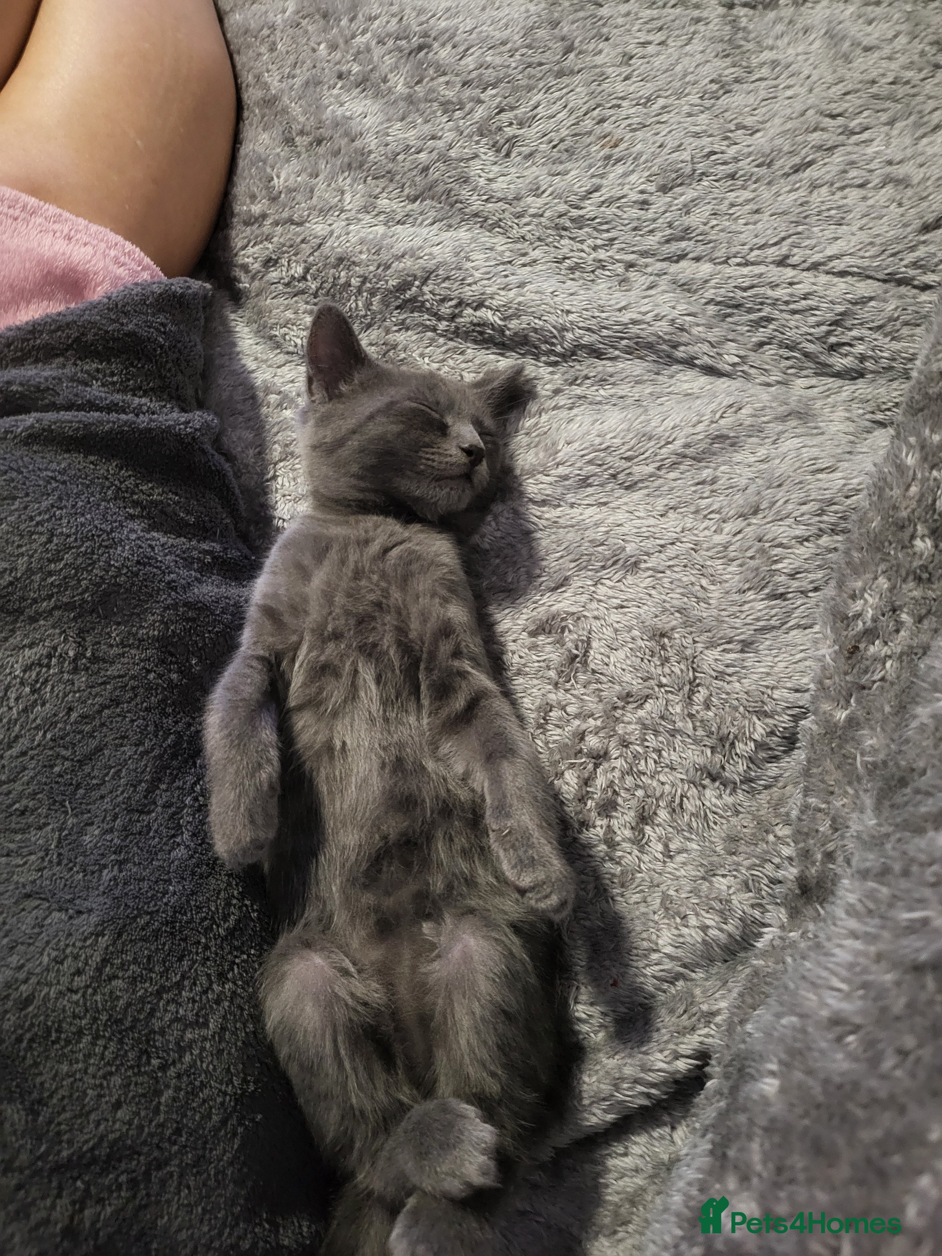 Bengal cats Bengal × Nebelung - Advert 14