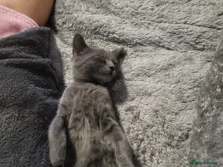 Bengal cats Bengal × Nebelung - Advert 14