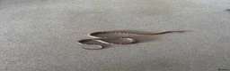 Corn Snake reptiles for sale: Male corn snake for loving home. - Advert 3