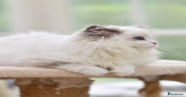 Ragdoll cats - Advert 6