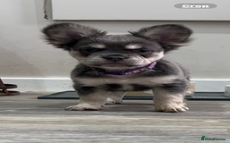 French Bulldog dogs for sale: French bulldog (fluffy) - Image 14