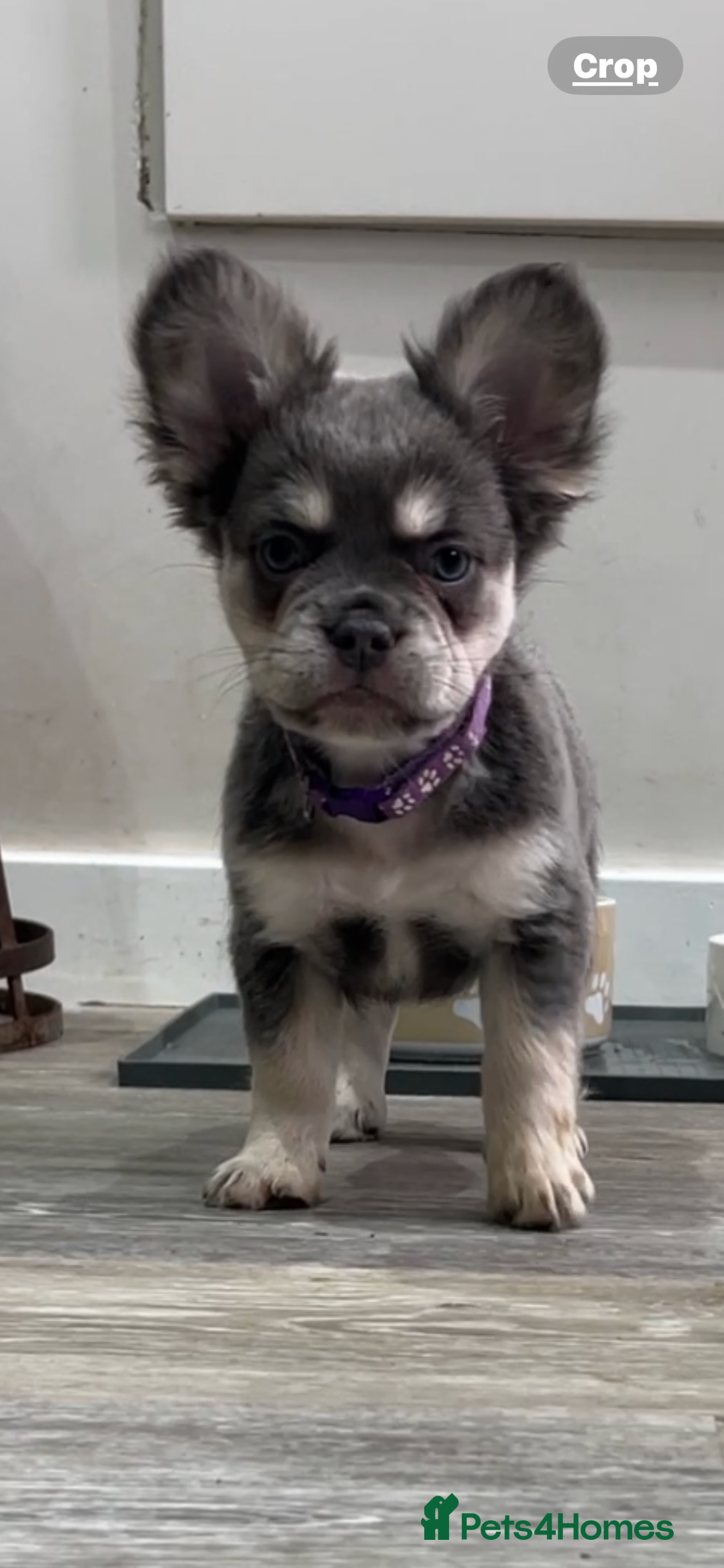 French Bulldog dogs for sale: French bulldog (fluffy) - Image 14