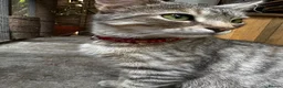 Mixed Breed cats for sale: Absolutely gorgeous BSH x bengal cross kittens - Advert 5