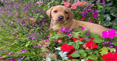 Labrador Retriever dogs - Advert 14