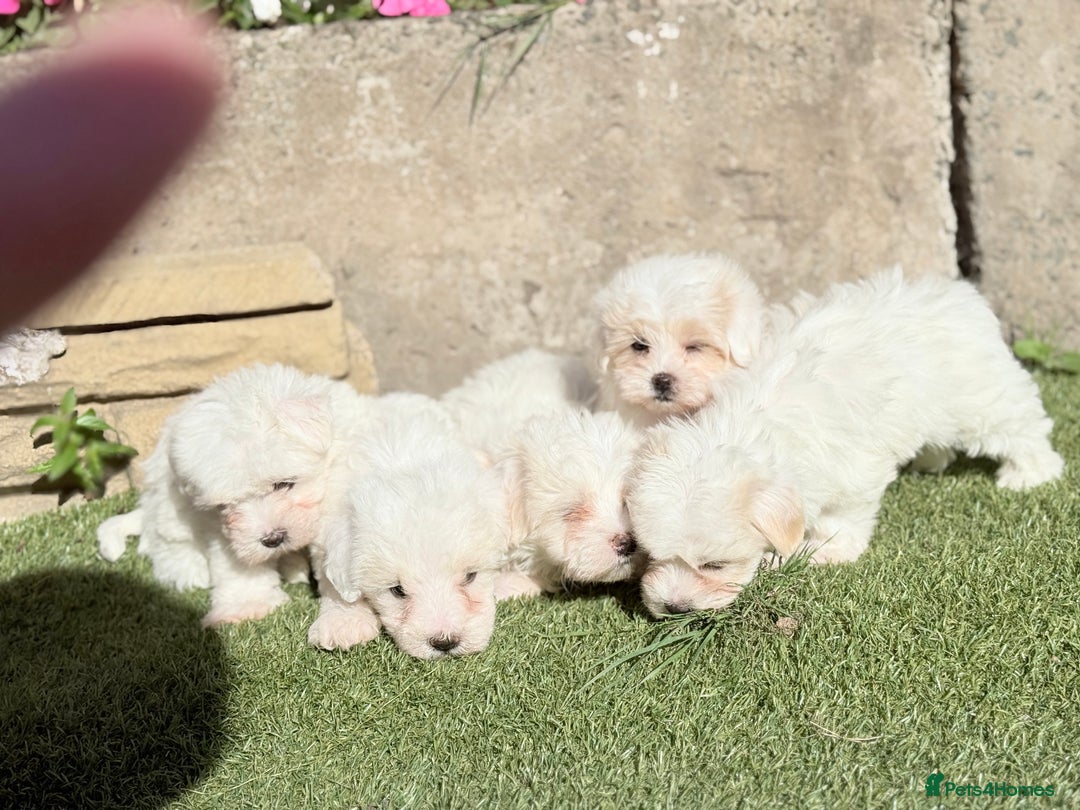 Maltese dogs for sale: Puppies Maltese  - Image 3